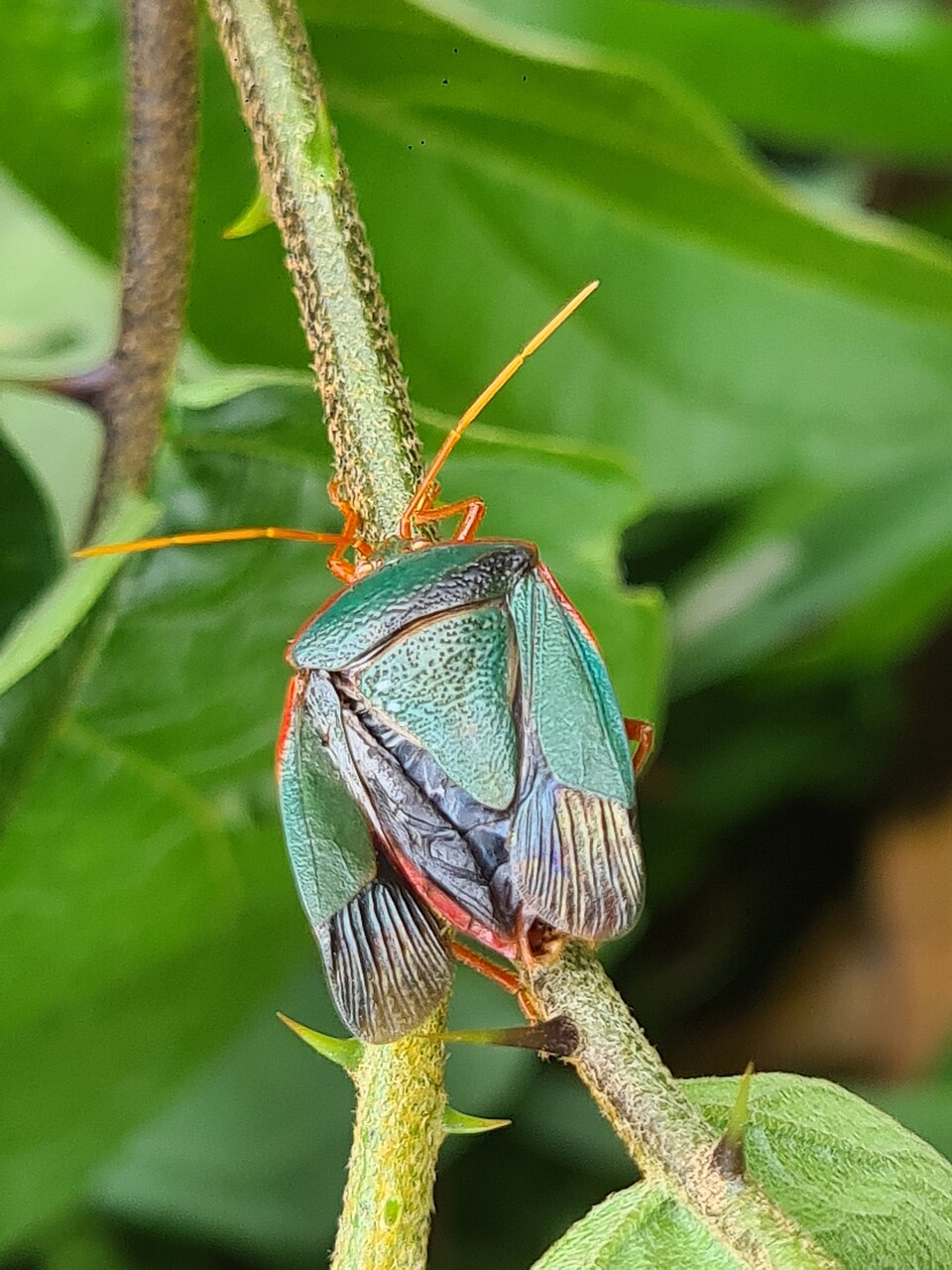 Photo of Red-bordered stink bug