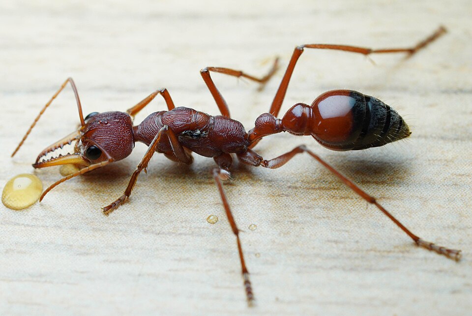 Photo of Red bull ant