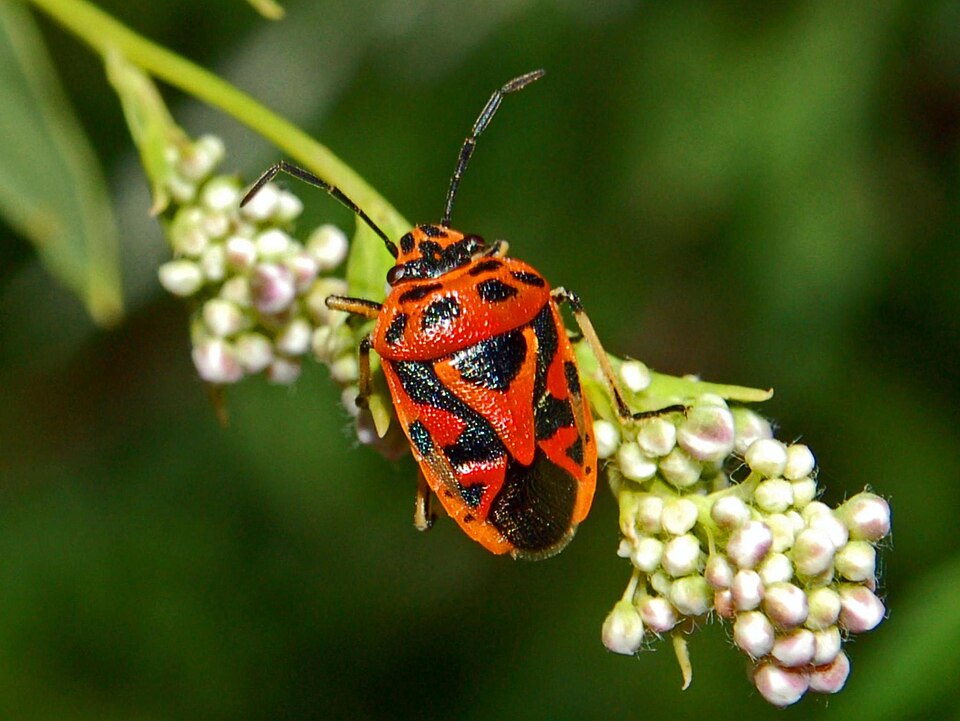 Photo of Red cabbage bug