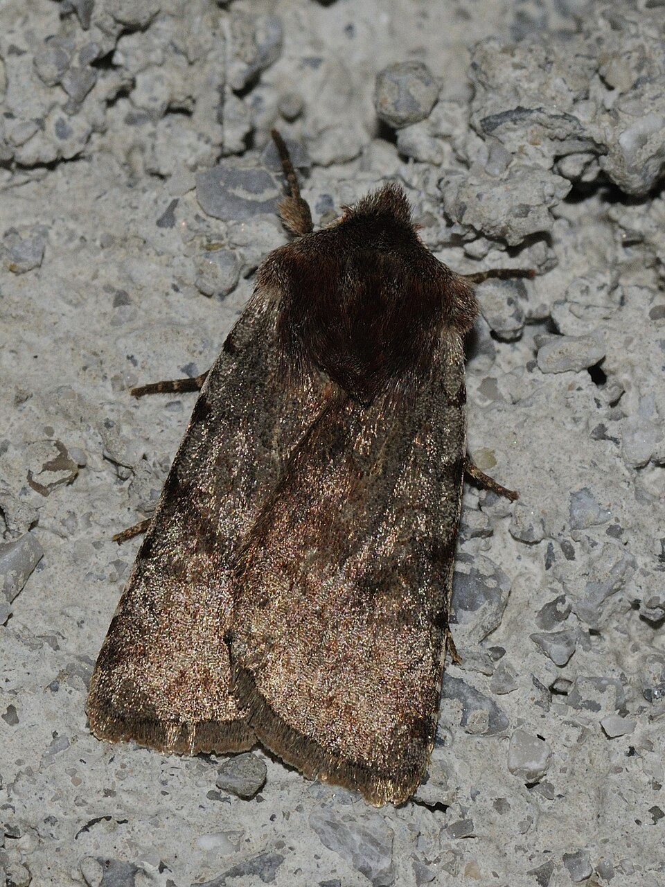 Photo of Red chestnut