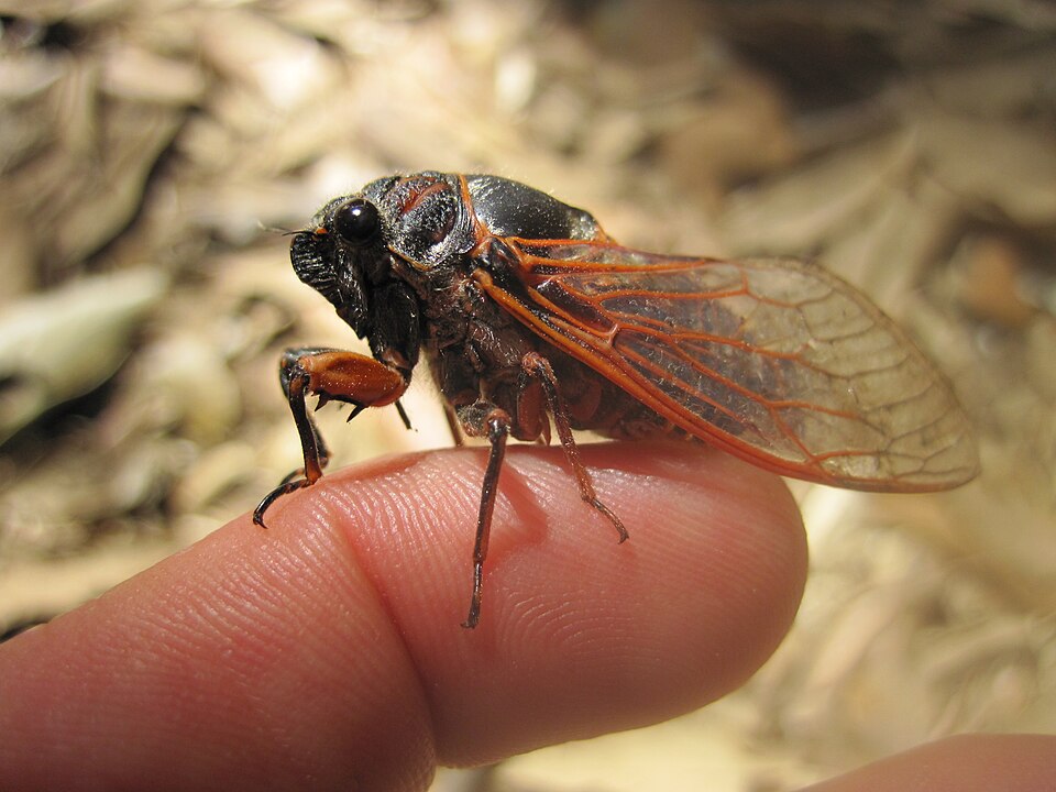 Photo of Red cicada
