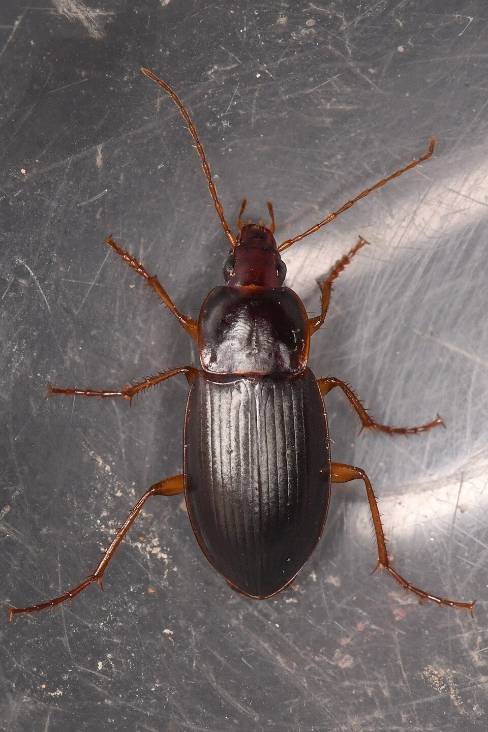 Photo of Red-collared harp ground beetle