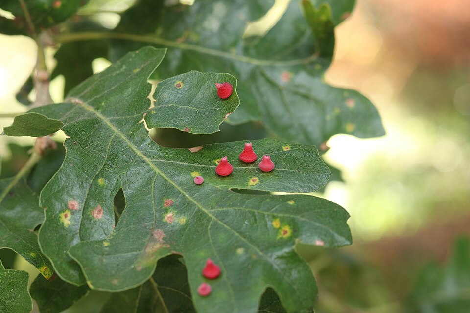 Photo of Red cone gall wasp