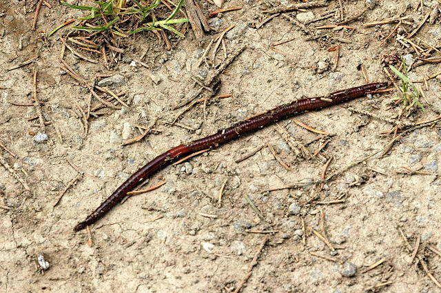 Photo of Red earthworm