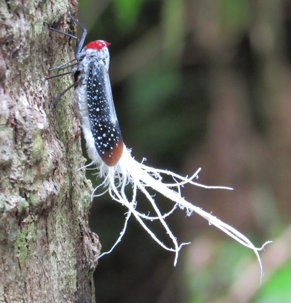 Photo of Red-eyed planthopper