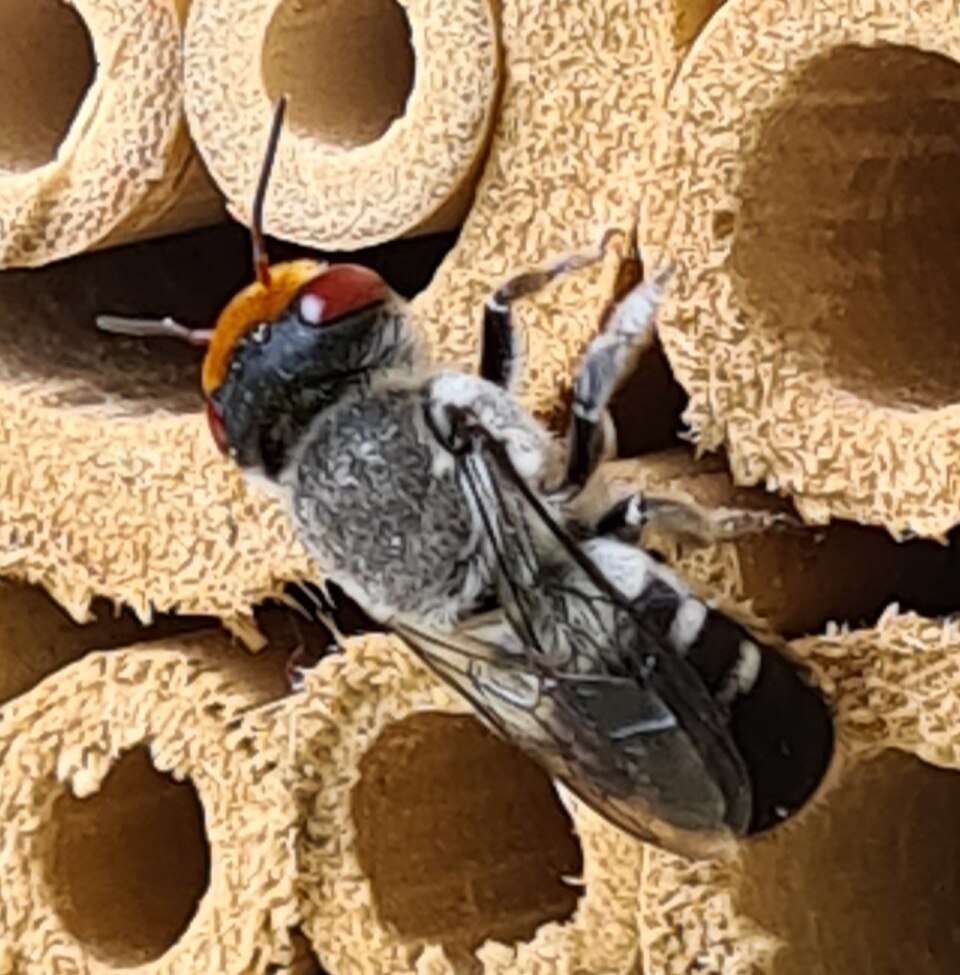 Photo of Red-eyed resin bee