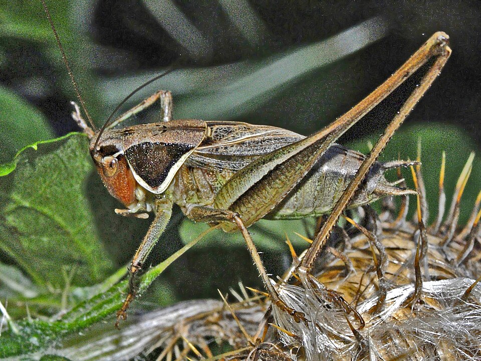 Photo of Red-faced bush-cricket