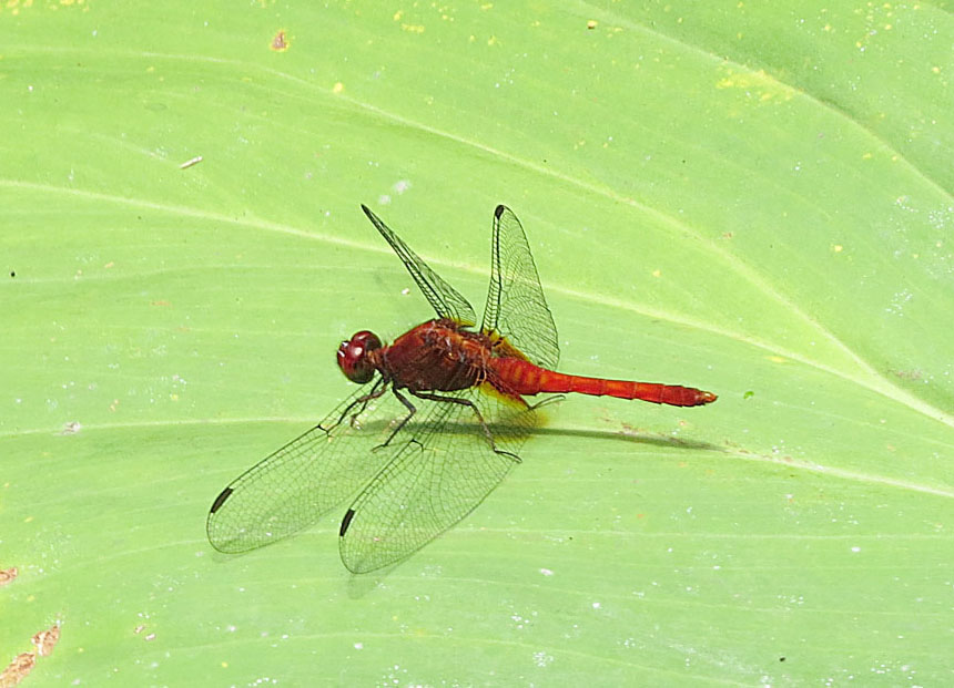 Photo of Red-faced dragonlet