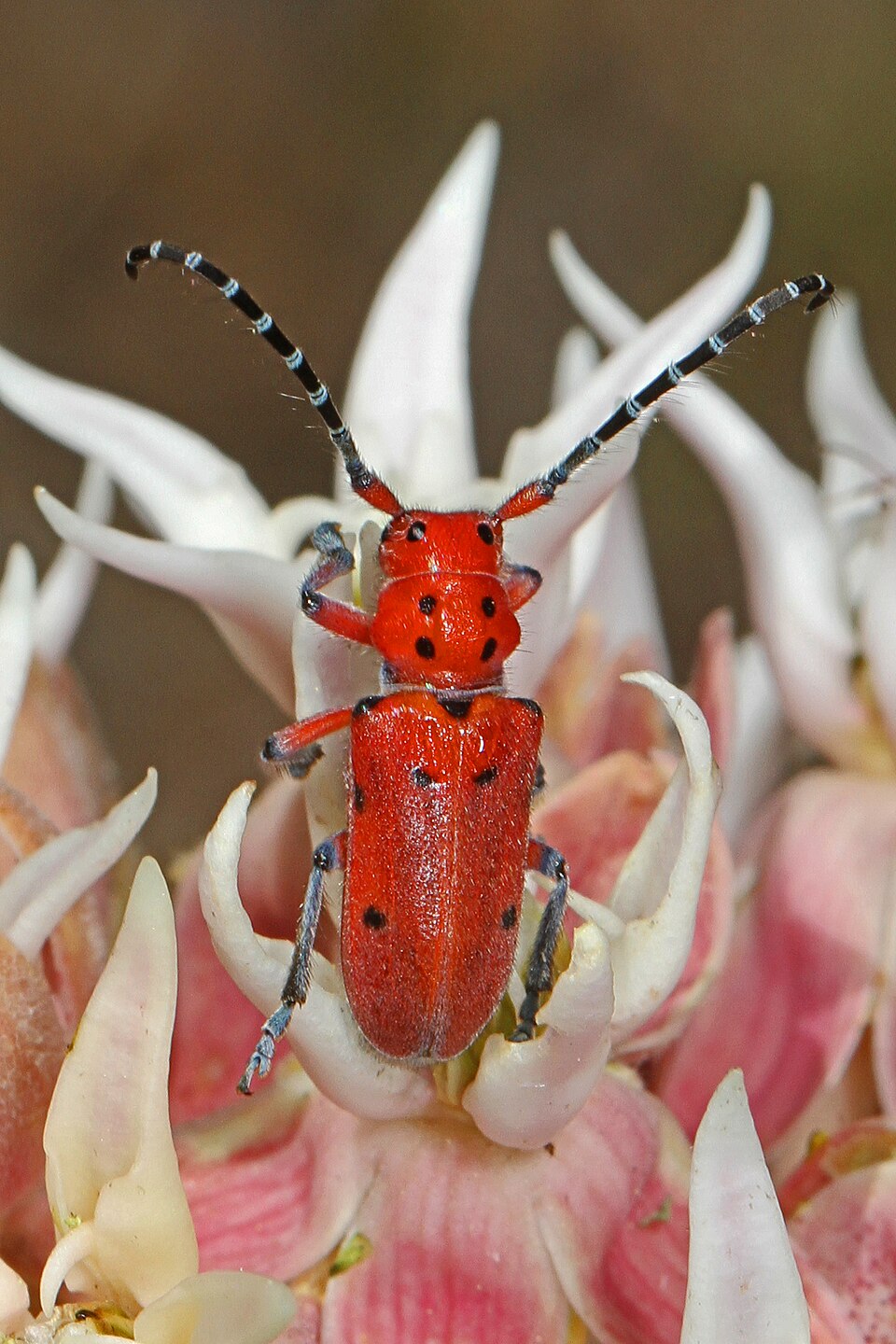 Photo of Red-femured milkweed borer
