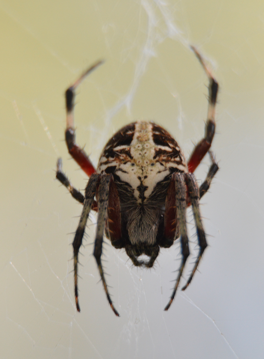 Photo of Red-femured spotted orbweaver