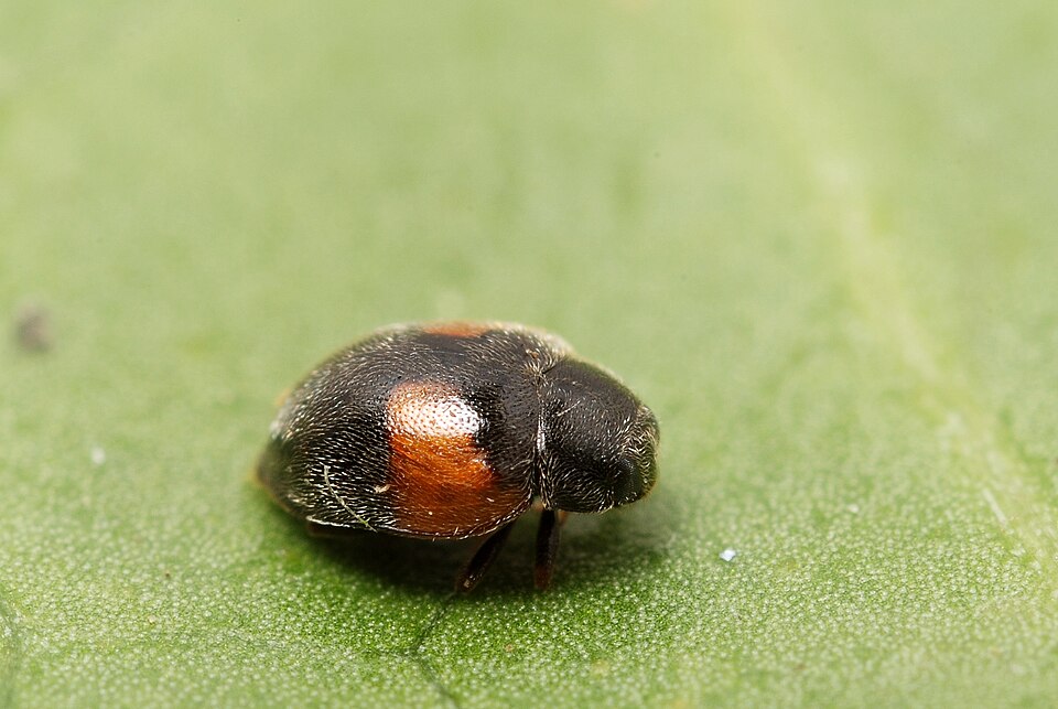 Photo of Red-flanked scymnus