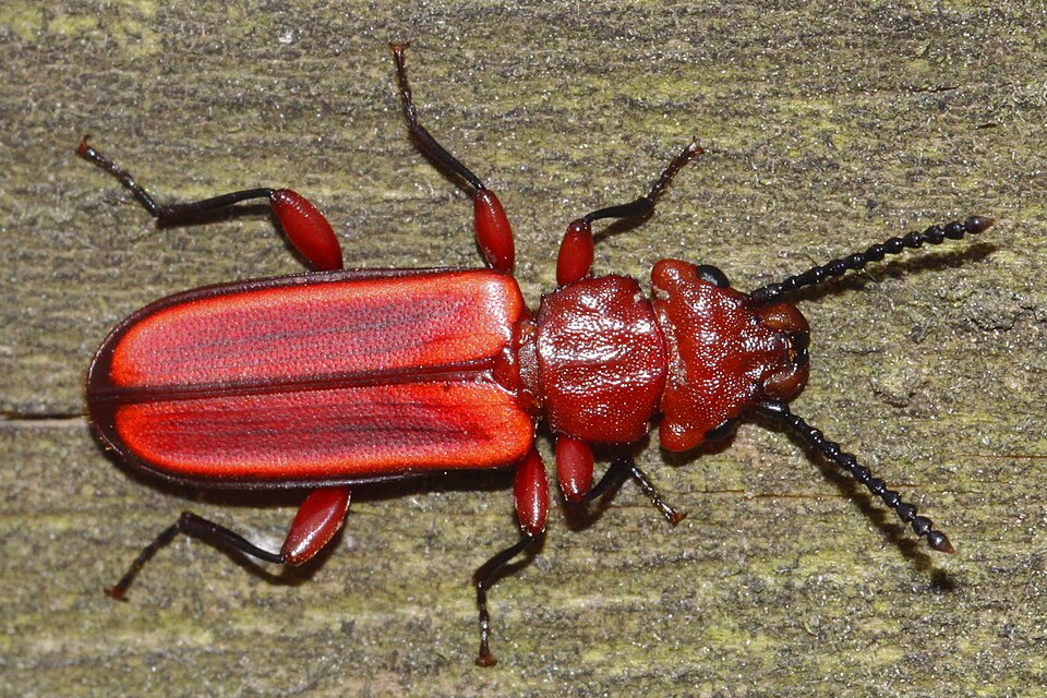 Photo of Red flat bark beetle