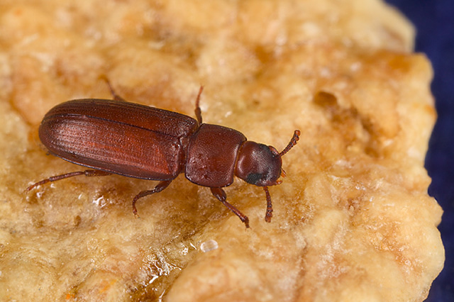 Photo of Red flour beetle
