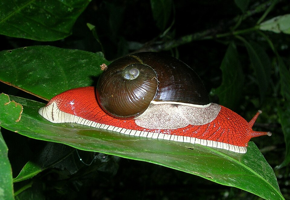 Photo of Red giant