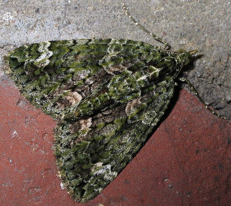 Photo of Red-green carpet