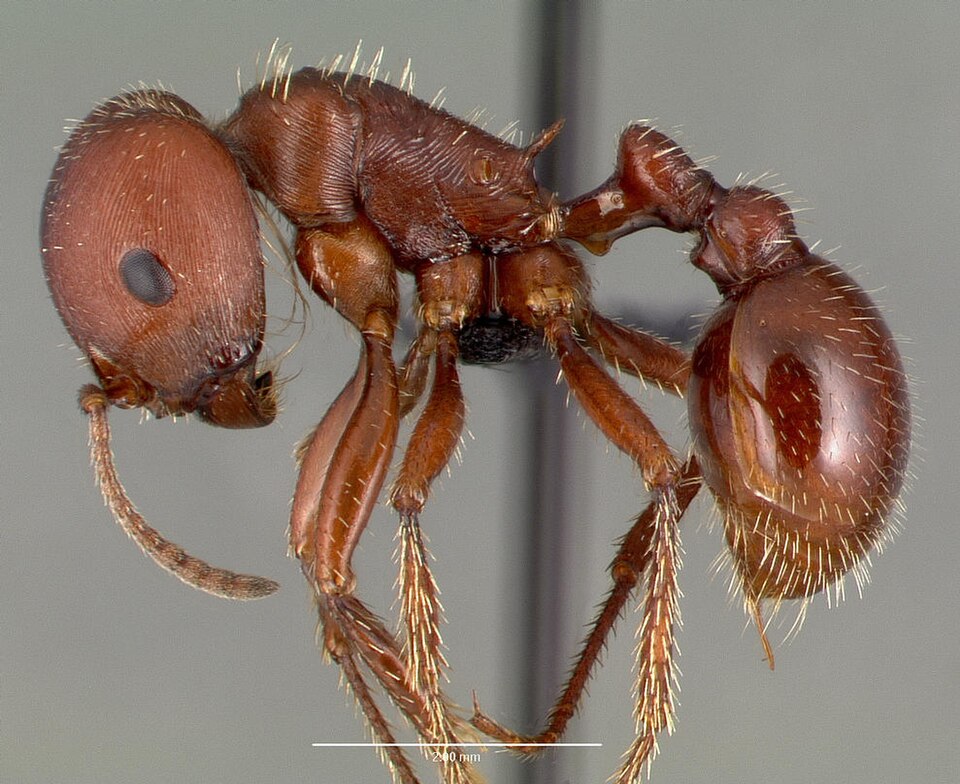 Photo of Red harvester ant