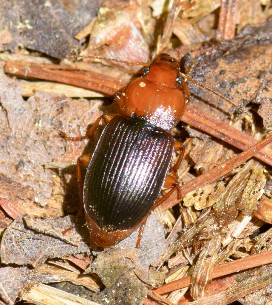 Photo of Red-headed ground beetle