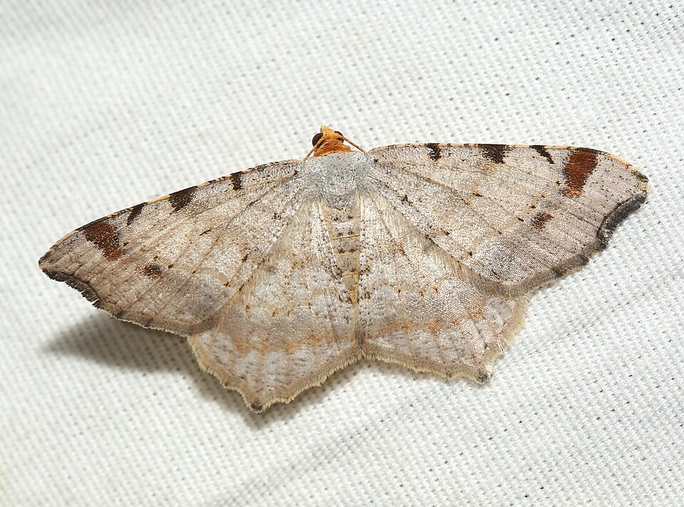 Photo of Red-headed inchworm moth