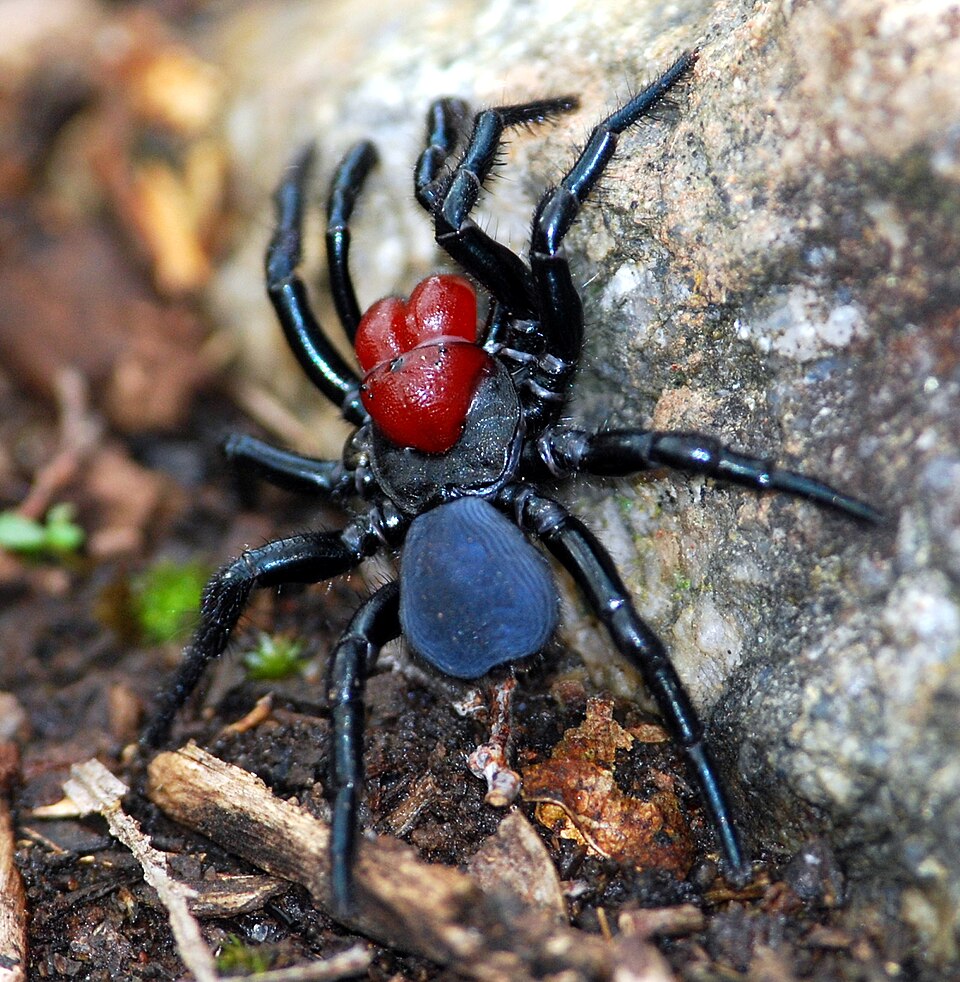 Photo of Red-headed mouse spider