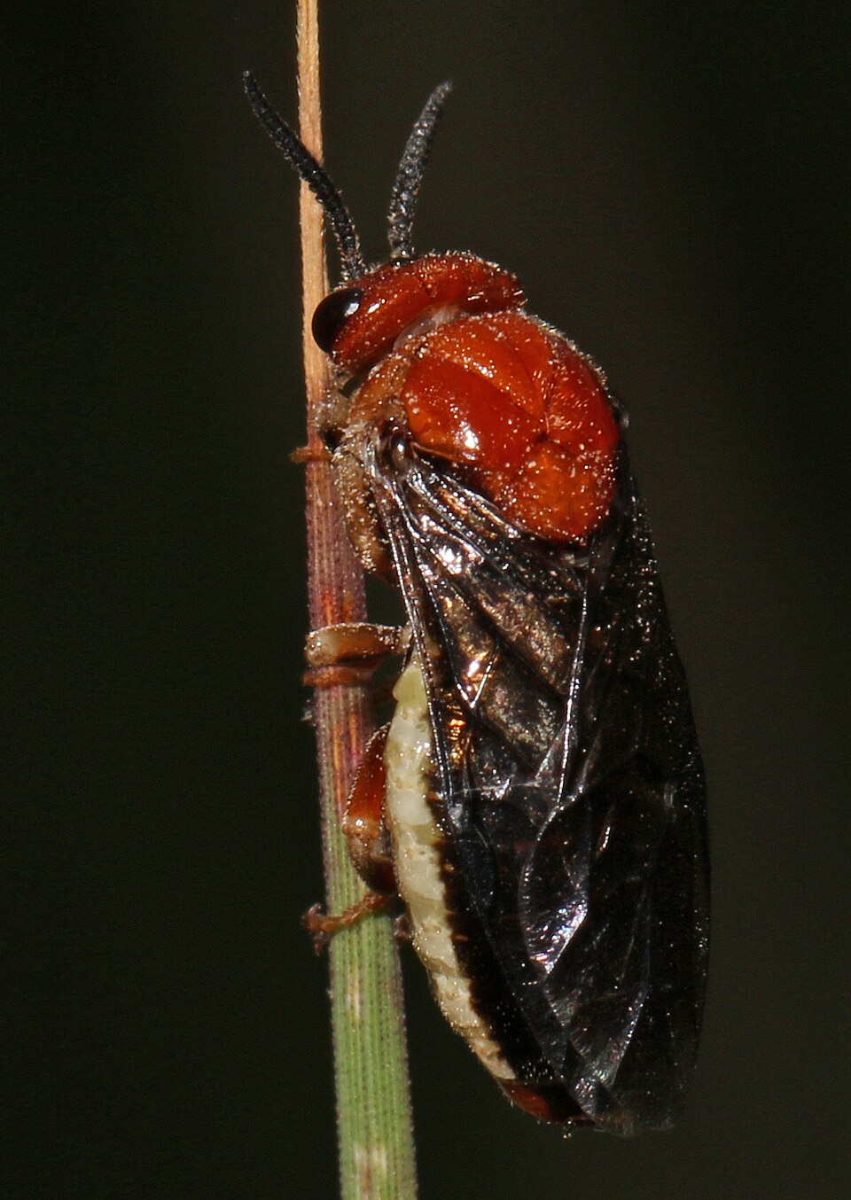 Photo of Red-headed pine sawfly