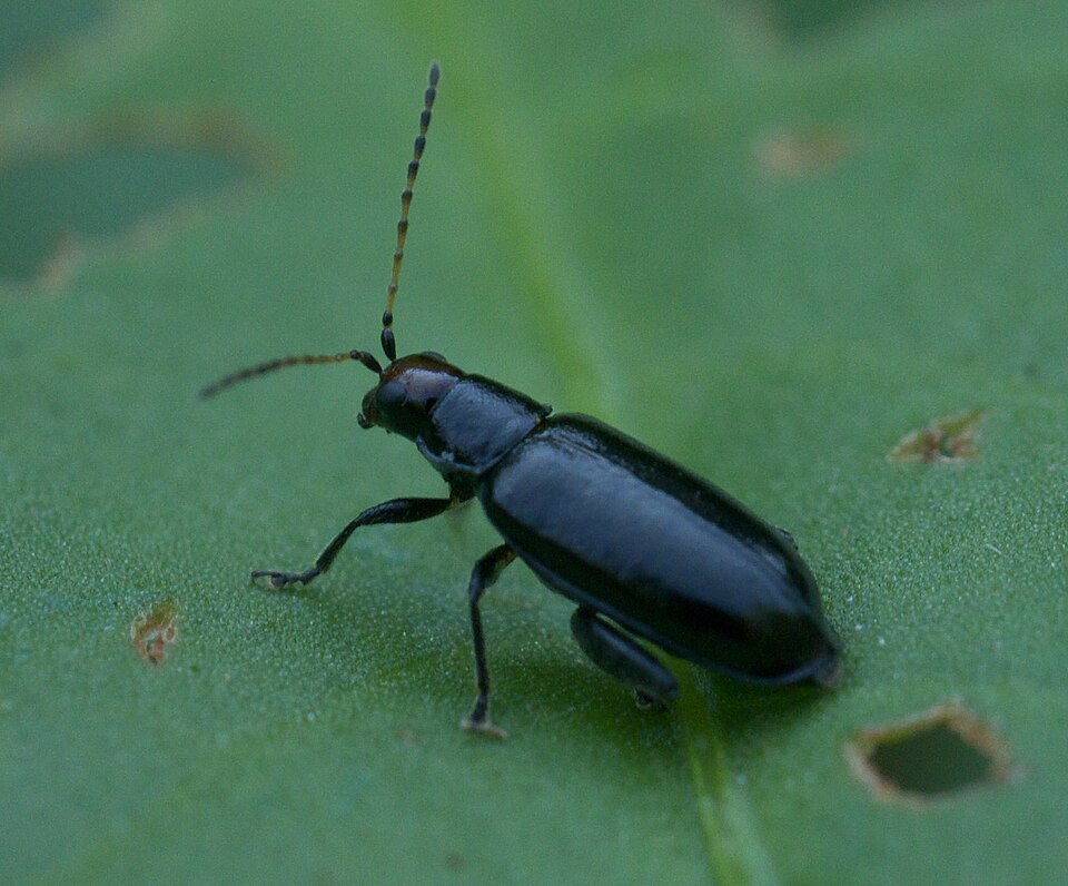 Photo of Red-headed systena