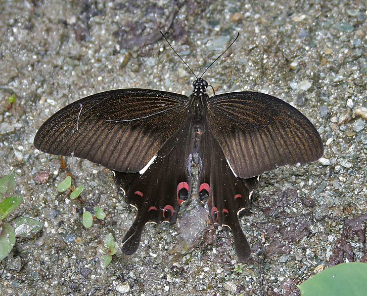 Photo of Red Helen swallowtail