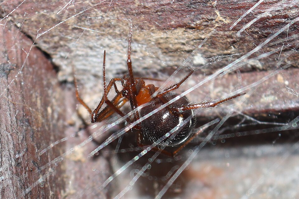 Photo of Red house spider