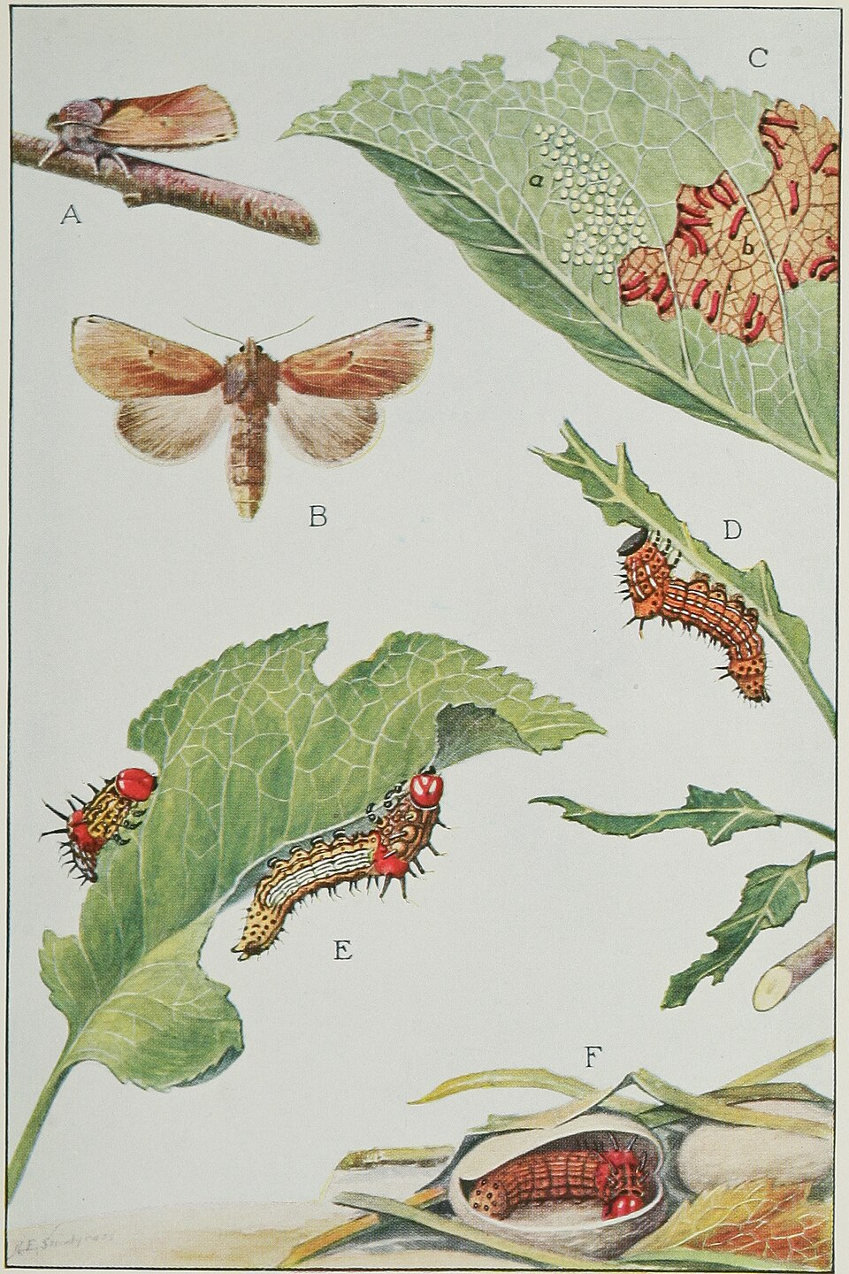 Photo of Red-humped caterpillar moth