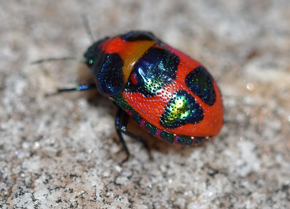 Photo of Red jewel bug