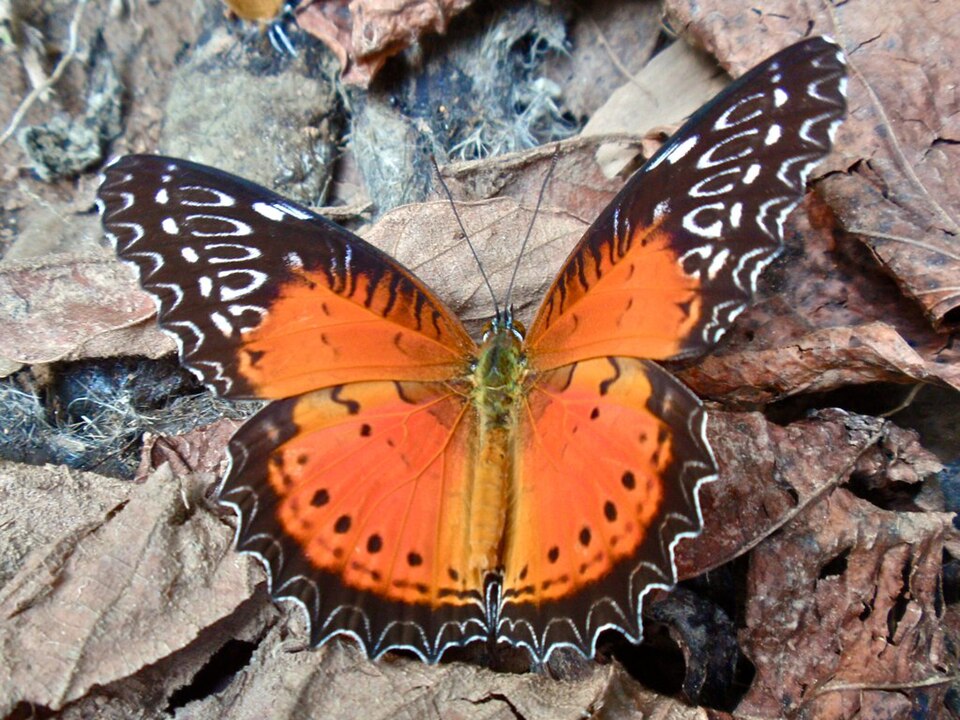 Photo of Red lacewing