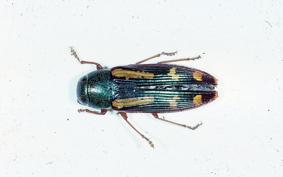 Photo of Red-legged buprestis beetle