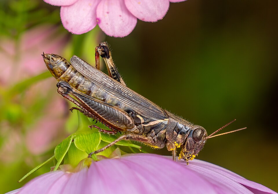Photo of Red-legged grasshopper