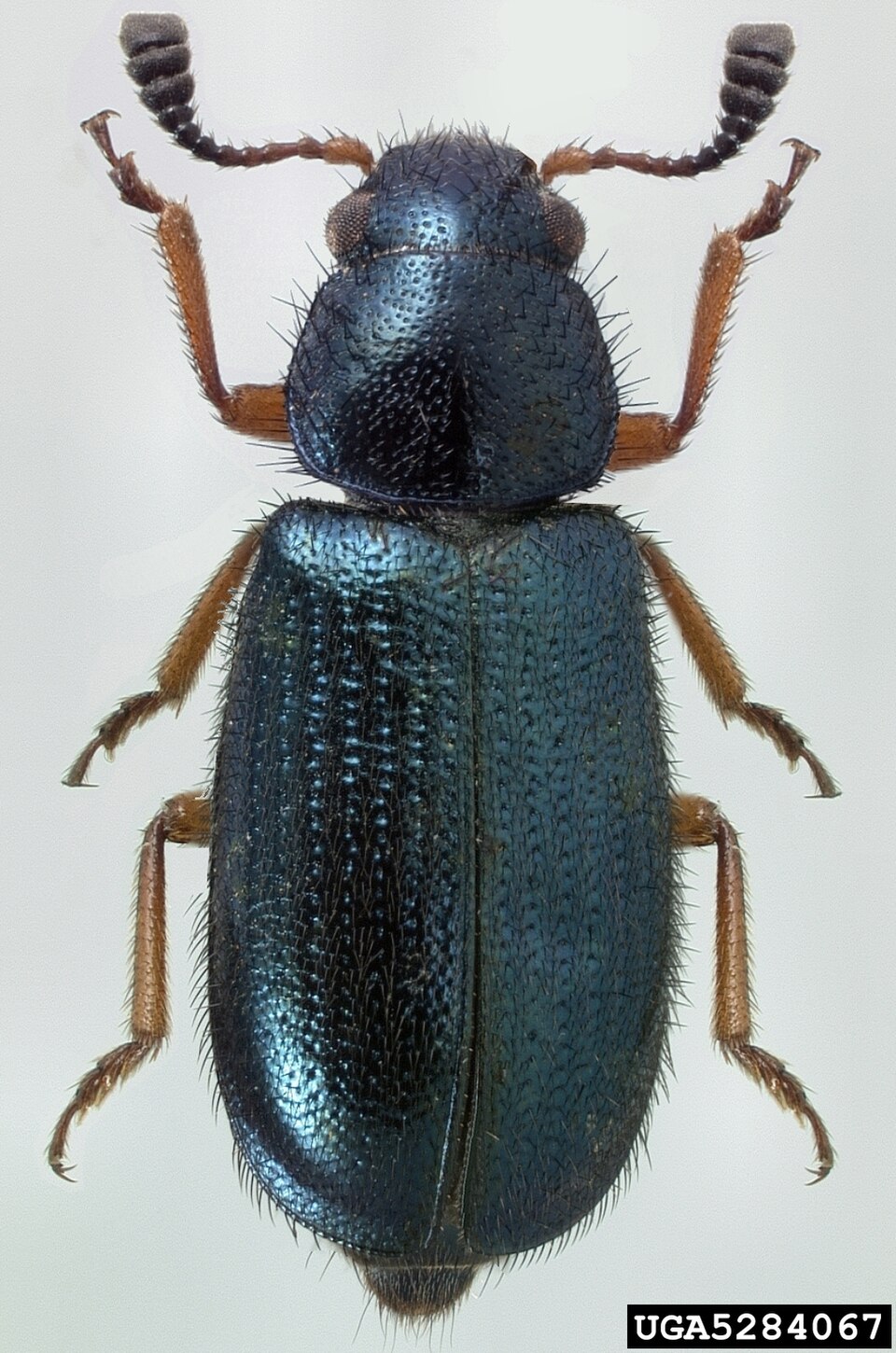 Photo of Red-legged ham beetle