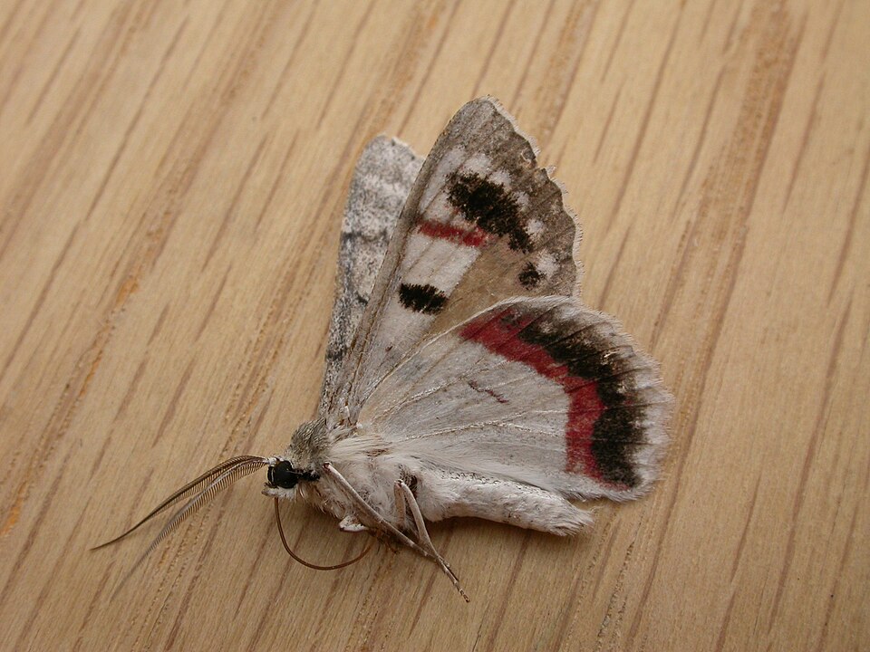 Photo of Red-lined looper