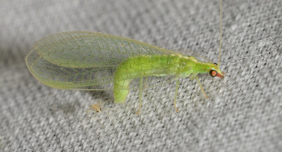 Photo of Red-lipped green lacewing