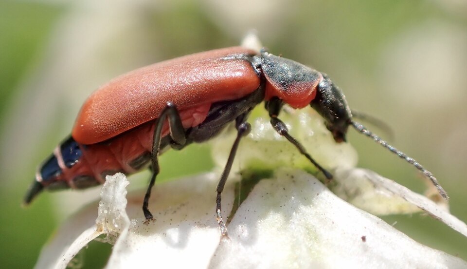 Photo of Red malachite beetle