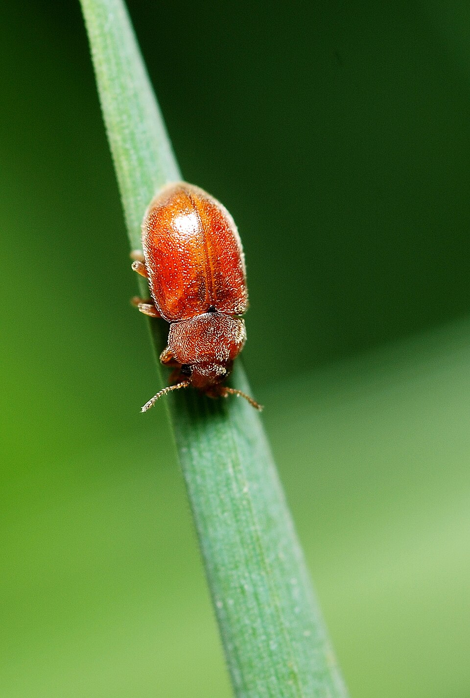Photo of Red marsh ladybird