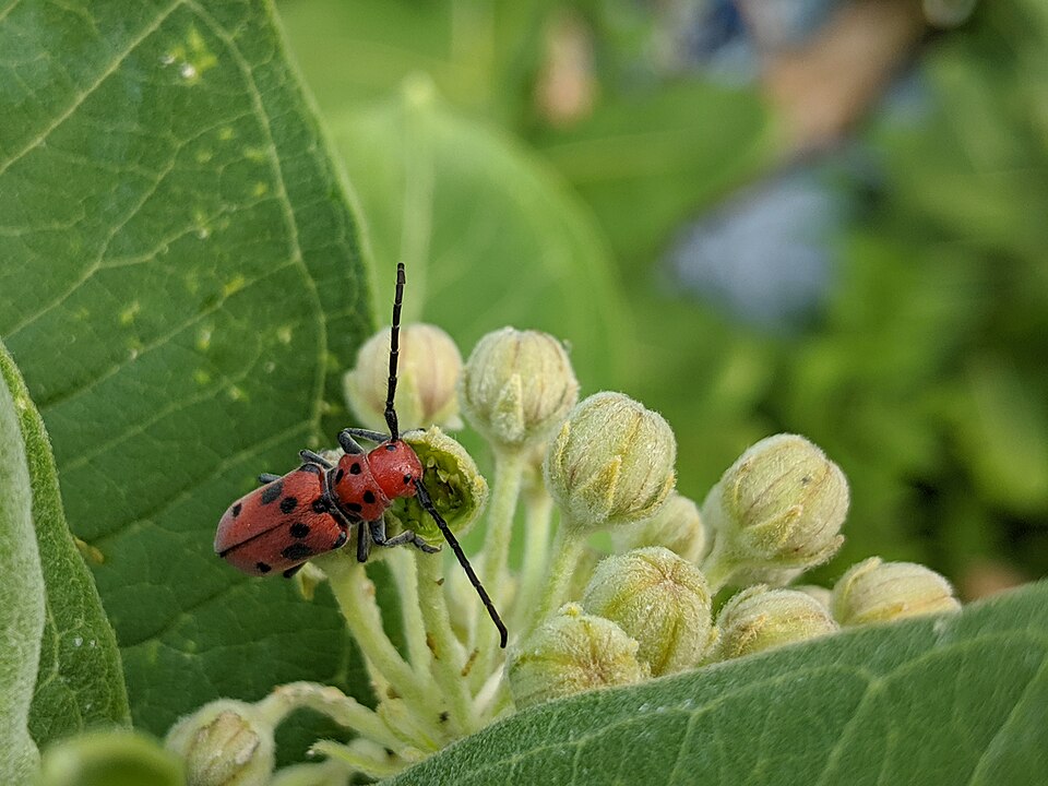 Photo of Red milkweed beetle