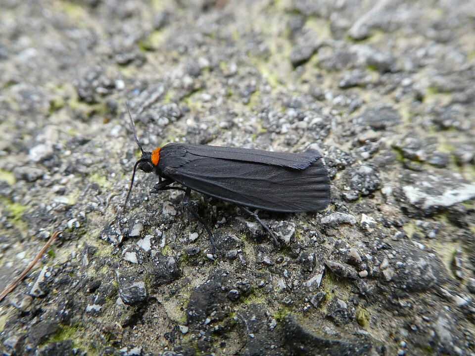 Photo of Red-necked footman