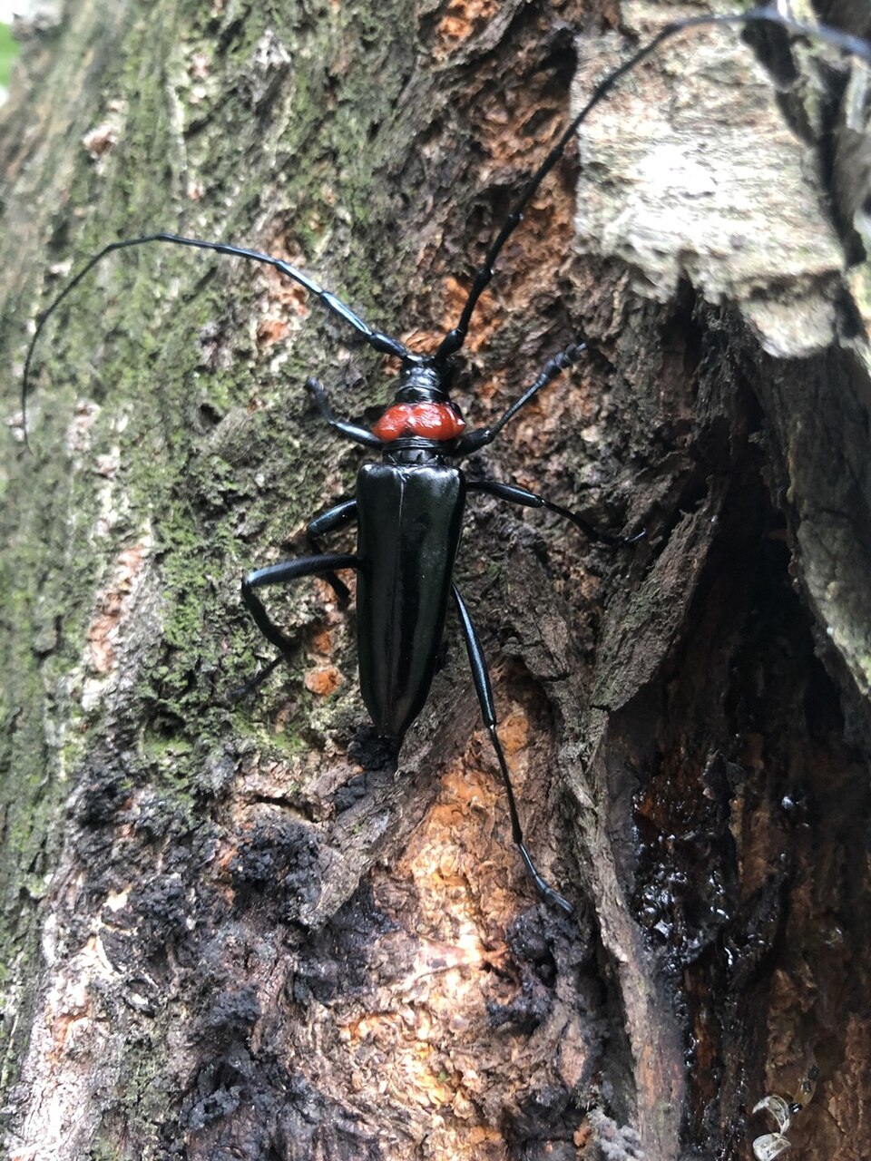 Photo of Red-necked longhorn beetle