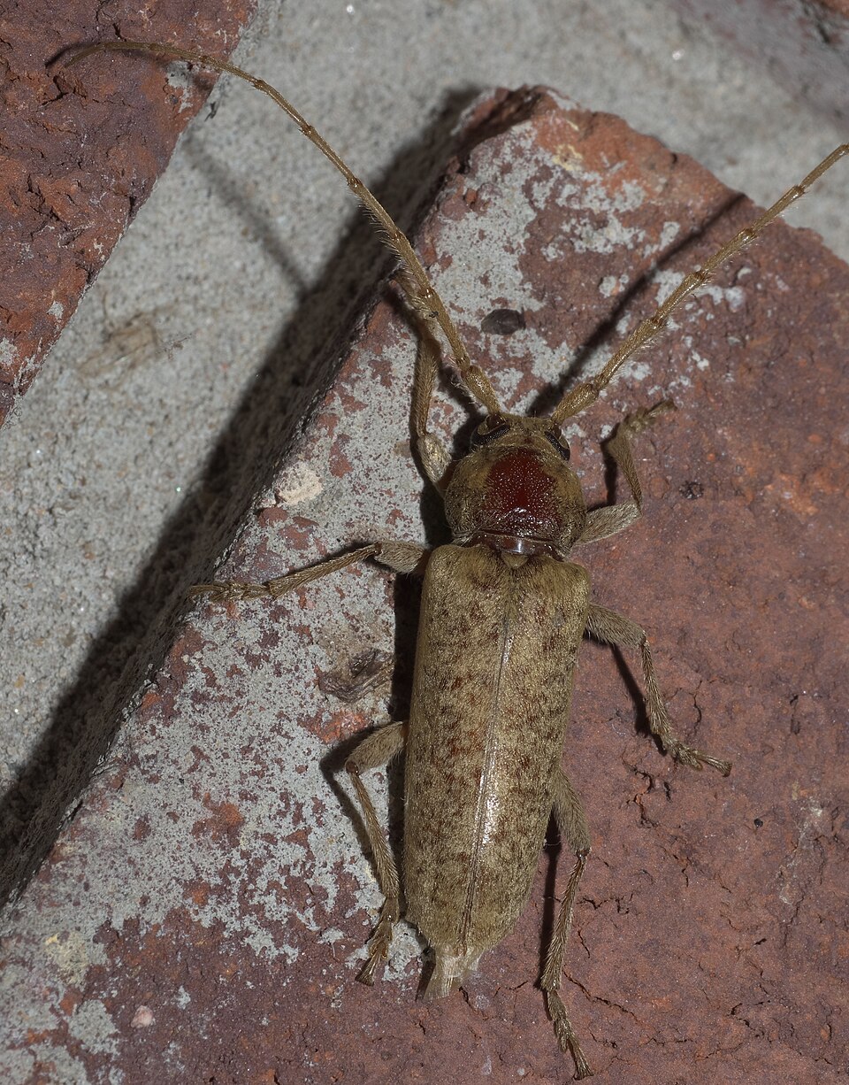 Photo of Red oak borer