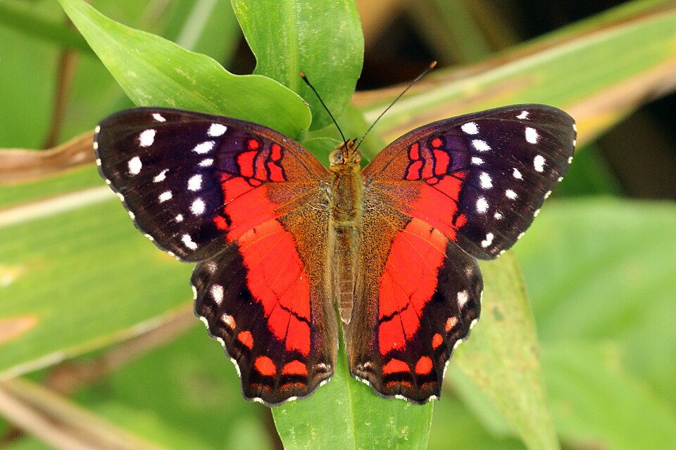 Photo of Red peacock