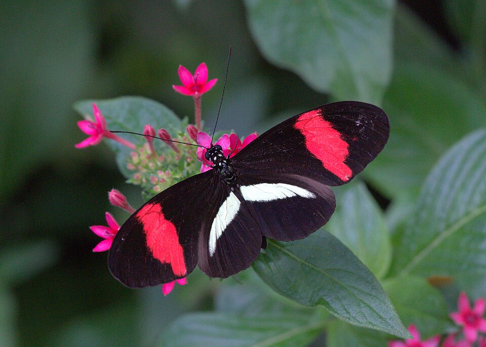 Photo of Red postman