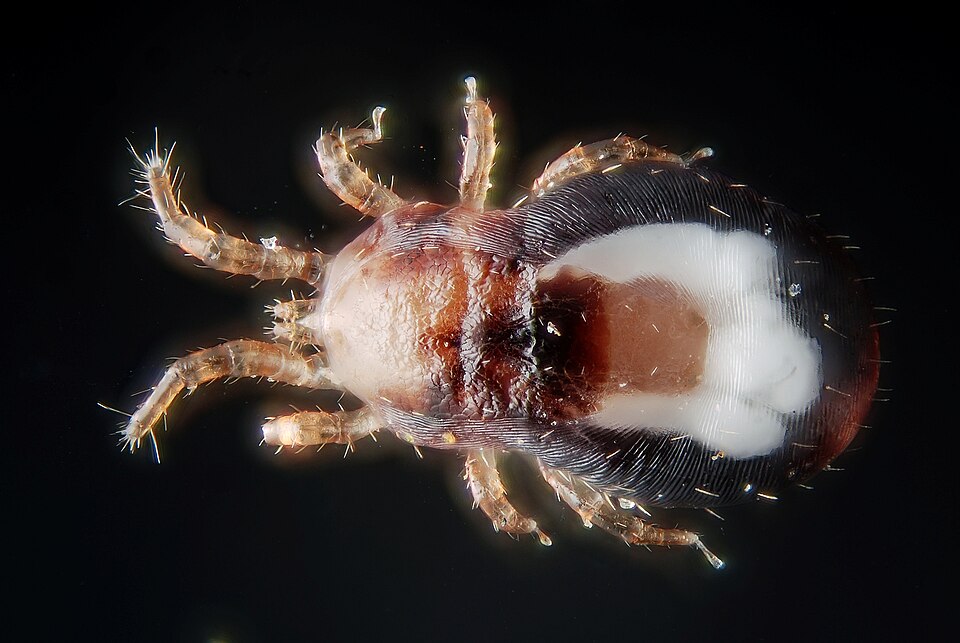 Photo of Red poultry mite