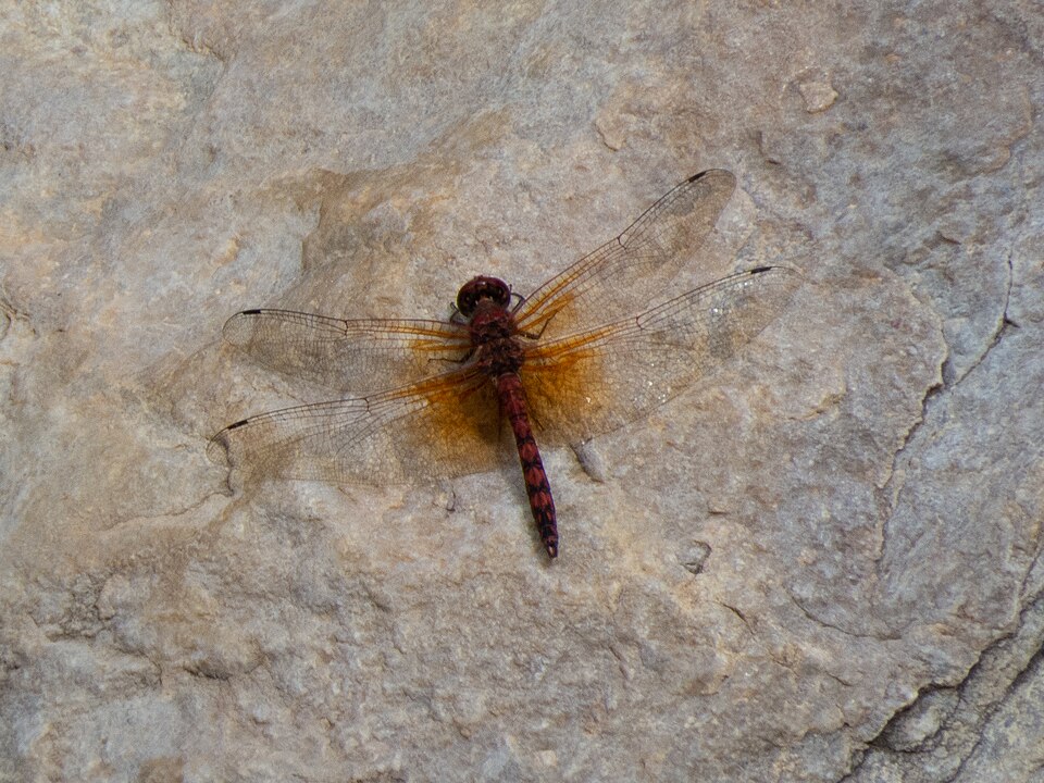 Photo of Red rock skimmer
