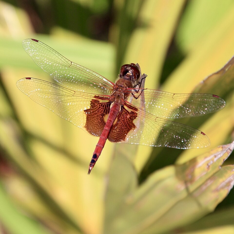 Photo of Red saddlebags