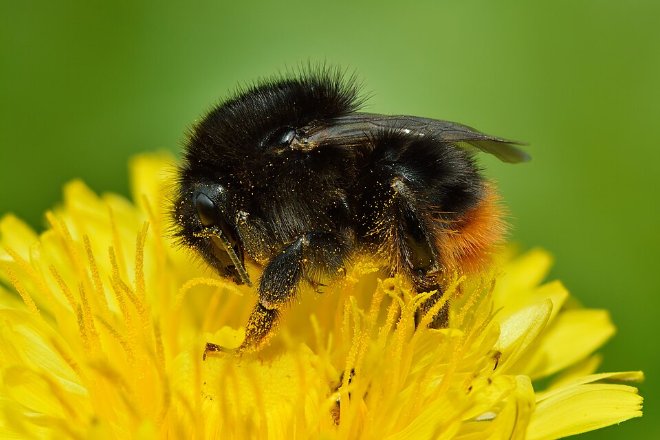 Photo of Red-shanked bumble bee