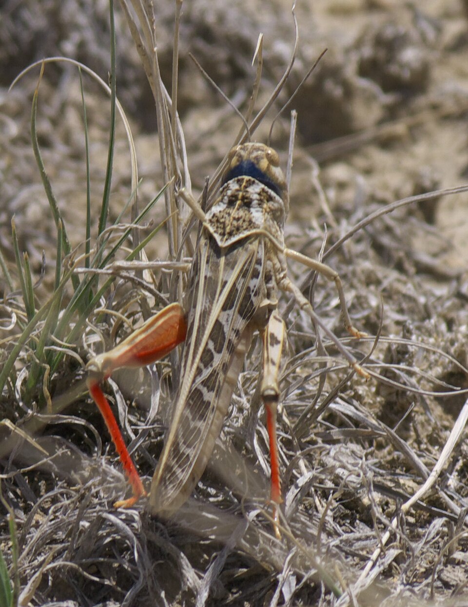 Photo of Red-shanked grasshopper