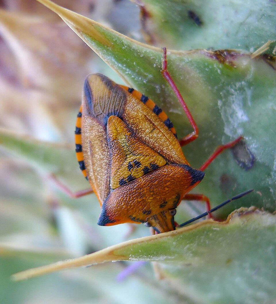 Photo of Red shield bug