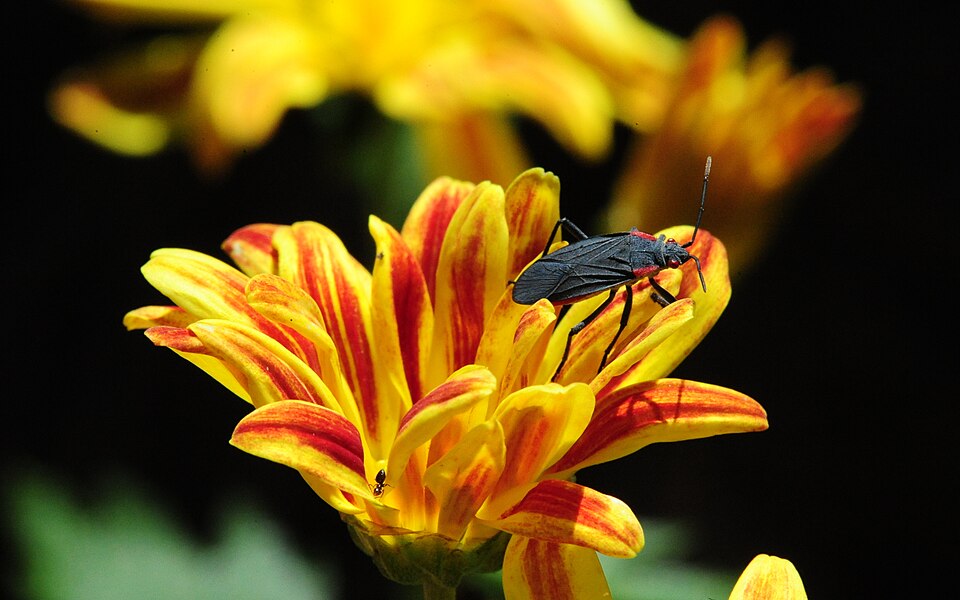 Photo of Red-shouldered bug